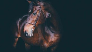 How to do black background horse pictures