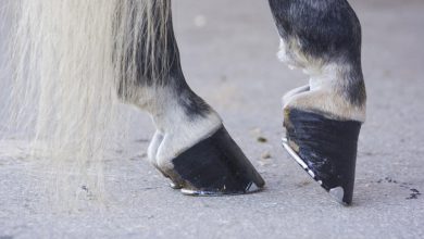 How to shoe a horse with contracted heels