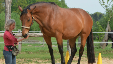 How to start liberty training your horse