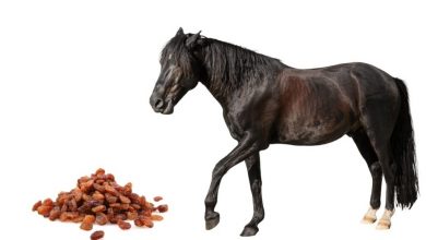 Can horses eat dog food