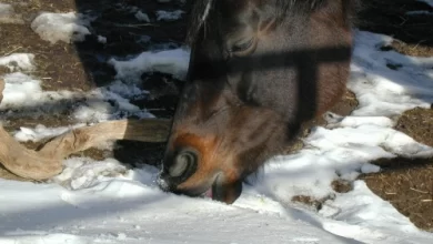 Do horses eat snow