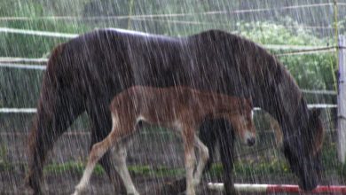 Do horses like rain