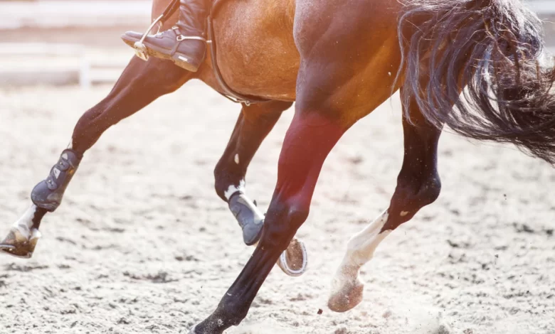 How to increase circulation in horses legs