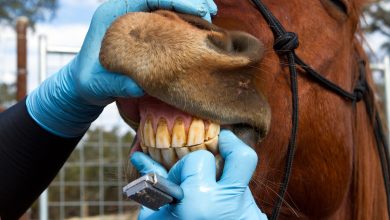 Why do horses grind their teeth
