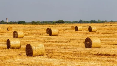 how many hay bales per acre