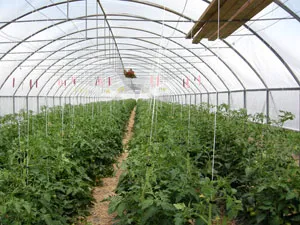 Growing indeterminate varieties requires an overhead bracing system.