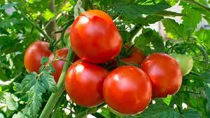 How many tomato plants do I need for a family of 4