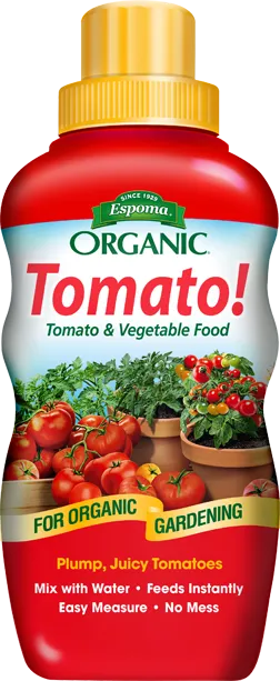 How often do you water new tomato plants?