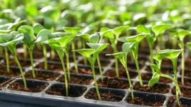 Lettuce seedlings. Photo by Surachet Khamsuk/Shutterstock.