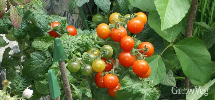 Tomato fruits set and ripening