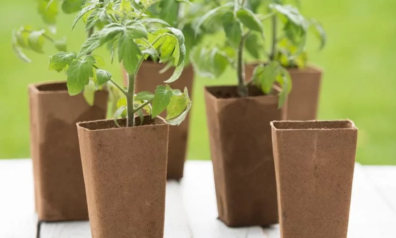 How Long Does It Take for Tomato Seeds to Germinate? | HGTV