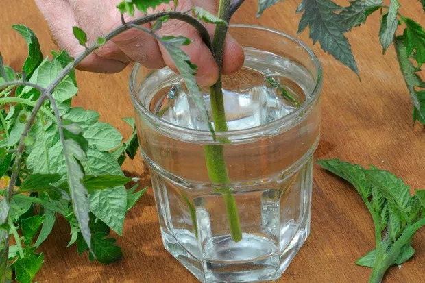 How to grow tomato plants from cuttings - cutting in water