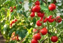 What ate my tomato seedlings during the night? – Anata India