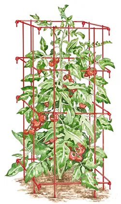 Cage-style support for growing tomatoes