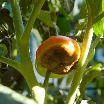 blossom end rot on two tomatoes