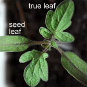 Tomato plant with seed leaves and true leaves