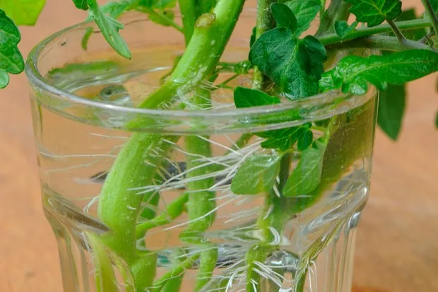 How to grow tomato plants from cuttings - rooted cuttings