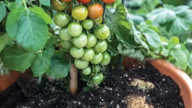 Potatoes and tomatoes grow together in one plant
