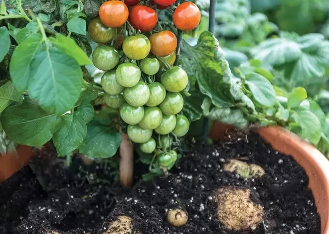 Potatoes and tomatoes grow together in one plant