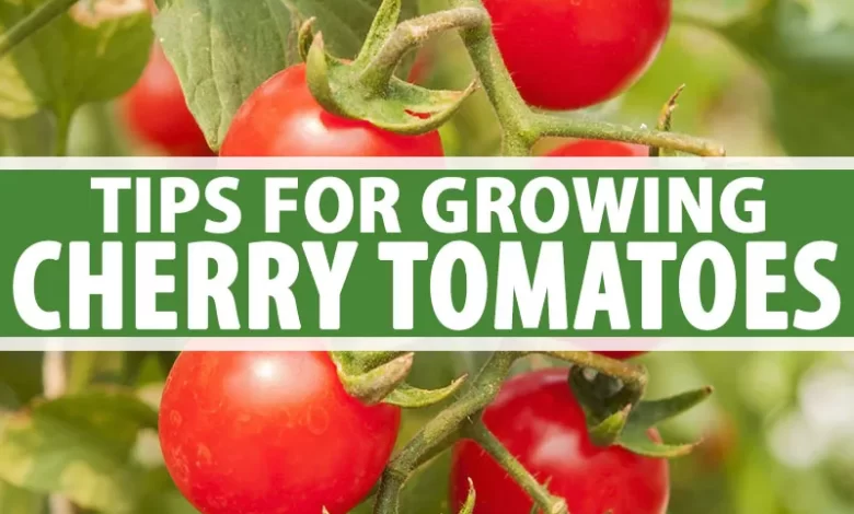 How to Grow Cherry Tomatoes | Gardener's Path