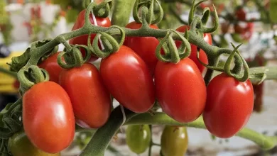 How to Make Homegrown Tomatoes Turn Red | Gardener's Path