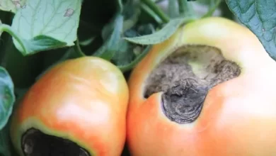 Blossom End Rot On Tomatoes: Prevent, Treat And Reverse - Homestead Acres