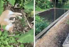 Keeping Cats Out of the Garden - Attainable Sustainable®
