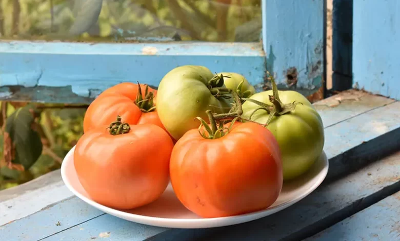 A close up of a white plate with red and green tomatoes set on a blue painted windowsill that is rotting slightly and peeling.