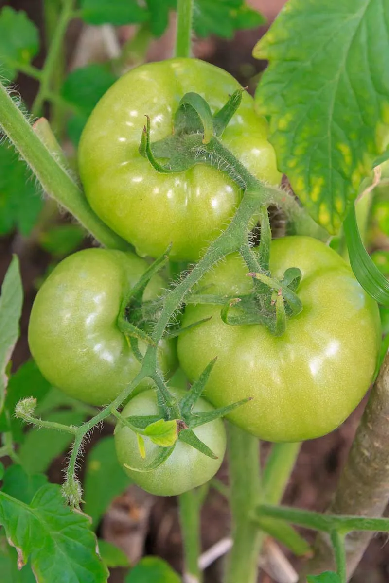 A vertical close up picture of green tomatoes growing on the vine, surrounded by foliage on a soft focus background.