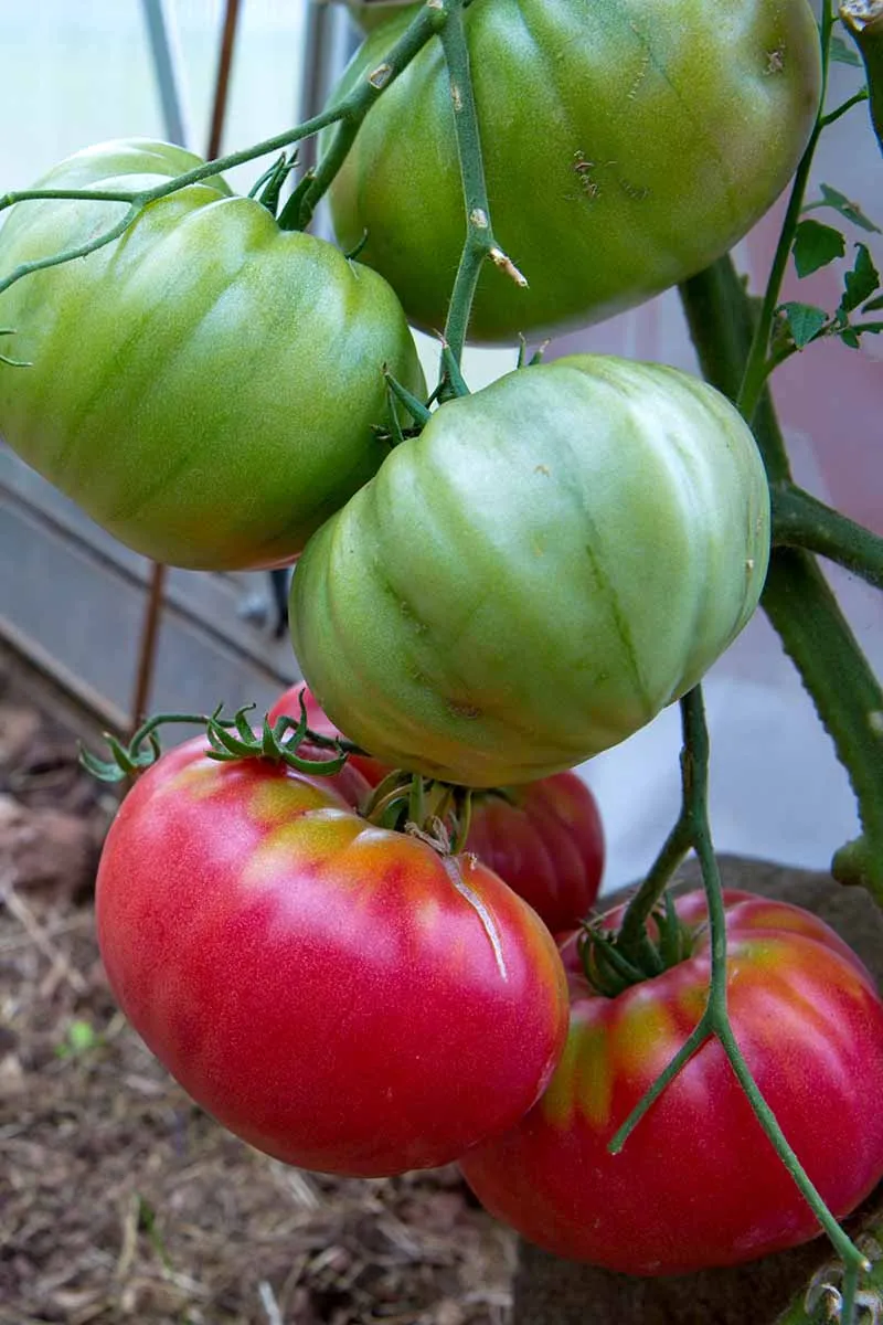 A vertical close up picture of large red and green tomatoes hanging from the vine in a greenhouse, on a soft focus background.