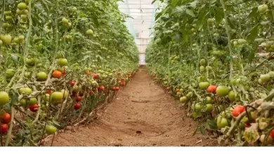 Can you grow tomatoes all year in a greenhouse? - Simplify Gardening