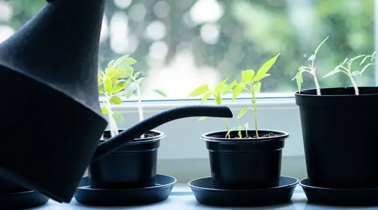 Growing tomato plants indoors