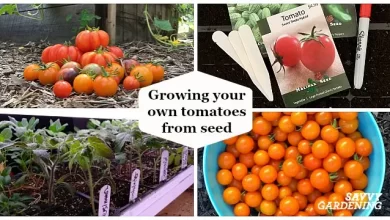 Growing Tomatoes From Seed: A Step-by-Step Guide