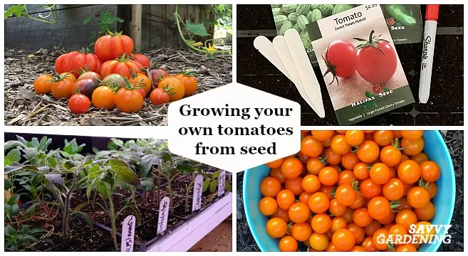 Growing Tomatoes From Seed: A Step-by-Step Guide