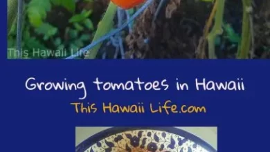 Pinterest pin Growing Tomatoes in Hawaii