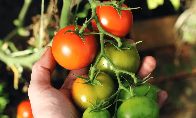 A Cultural History Of Tomatoes