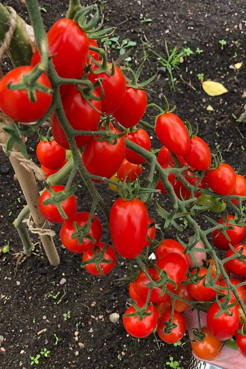 A vertical picture of a vine laden with an abundant harvest of bright red 'Roma' tomatoes, with soil in soft focus in the background.