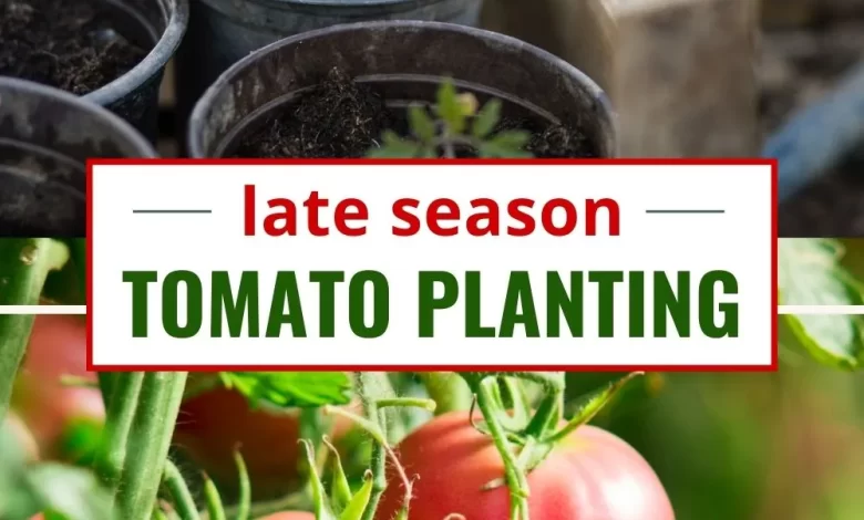 Late Season Tomato Plants in the Garden