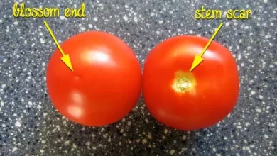 How to Wash Tomatoes - Brown Thumb Mama®