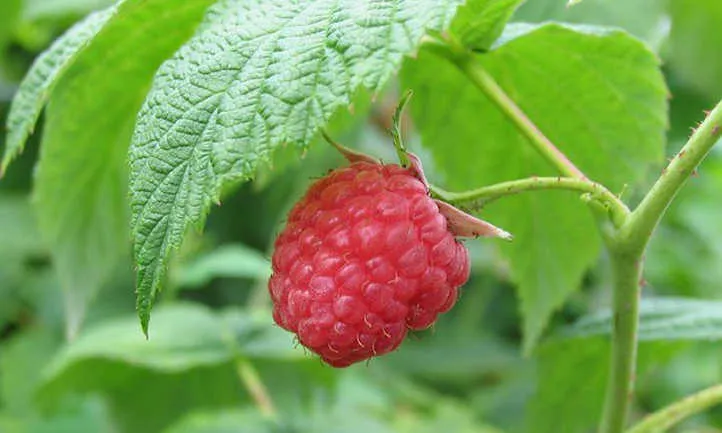 Raspberry and leaves