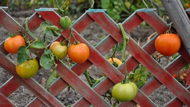 Using a trellis can help keep vegetables off the ground and away from hungry animals.