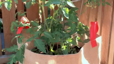 Tomato plant growing in a bag with image of tomato on it