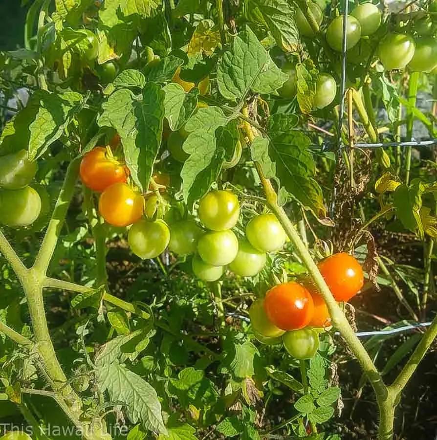 Choosing a location to grow tomatoes