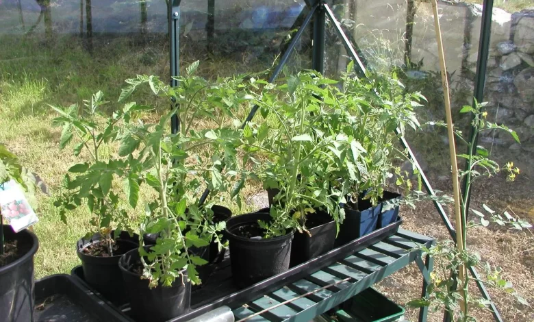 Ideal Temperatures for Growing Tomatoes