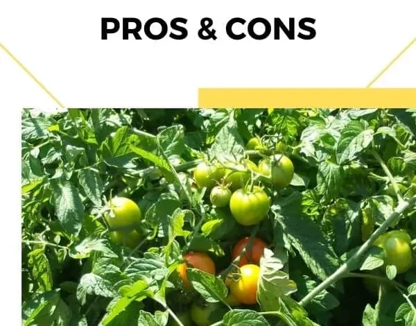 tomato plants growing in garden with text overlay Topping Tomato Plants Pros and Cons