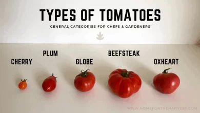Types of tomatoes: A comprehensive category guide to shapes, sizes, heirlooms, and more | Home for the Harvest