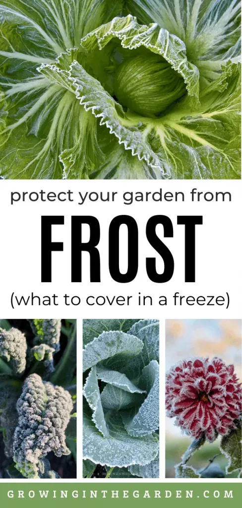 What to Cover in a Freeze: Frost Protection in the Garden