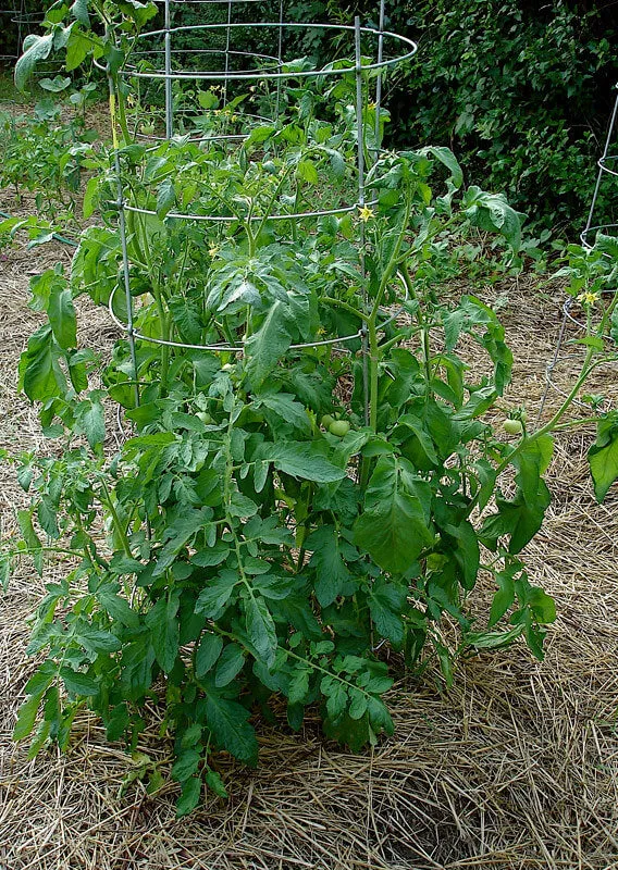 The thick layer of pine straw around this tomato plant means you'll have a lot less watering to do.