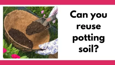 There are pink bars on top and bottom of the image. On the right tis square picture of a woman's hands using a trowel to place potting soil in a basket. On the left is the text "Can you reuse potting soil?"
