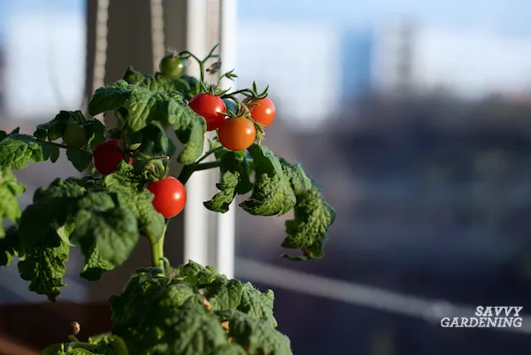How to grow tomatoes indoors in winter